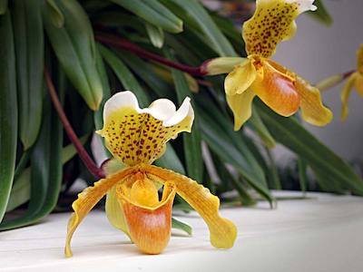 Foto 24882708 - Clica per mida completa