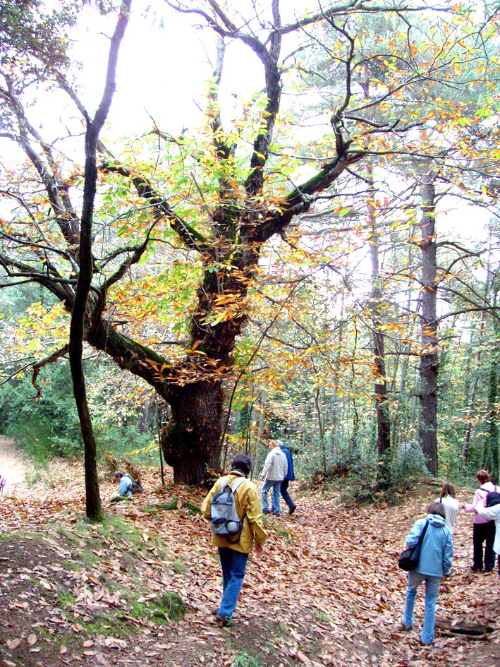 Passejada pel Montseny - Foto 58956148