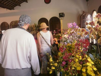 Exposici� d'orqu�dies al Centre Cultural Calisay