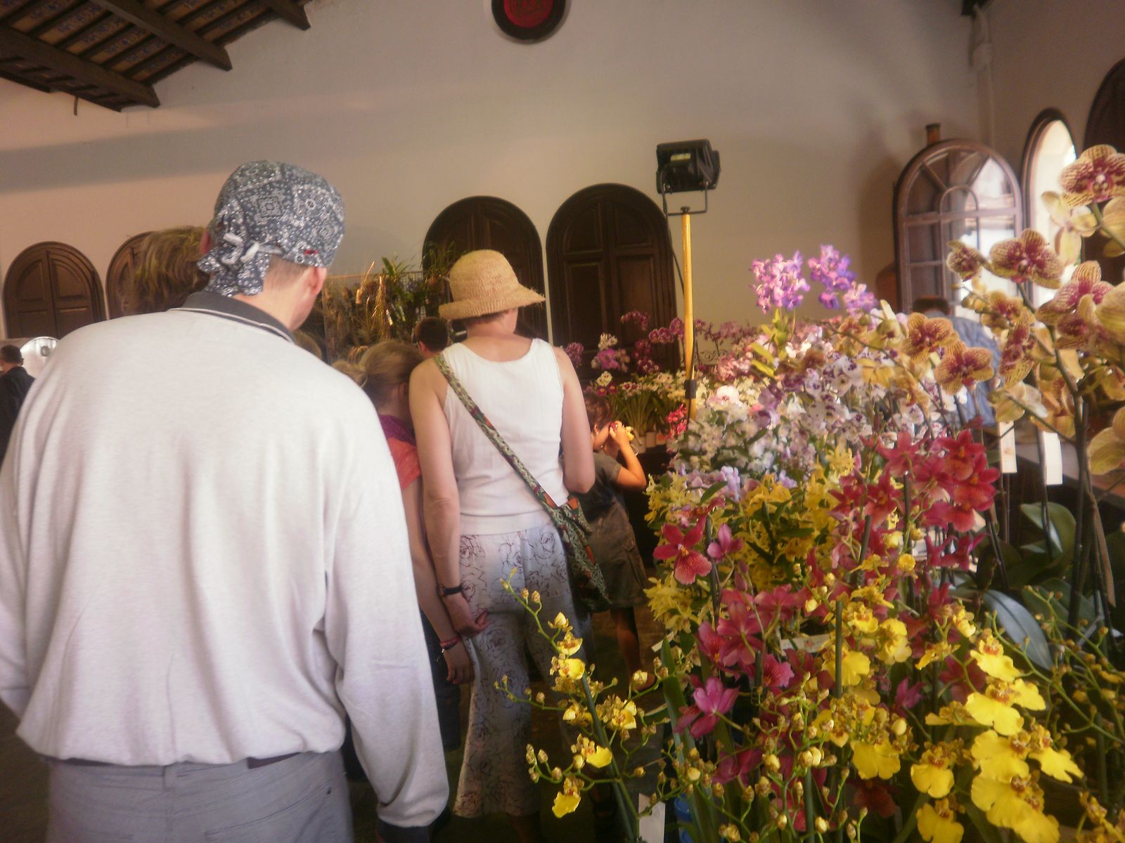 Exposici� d'orqu�dies al Centre Cultural Calisay