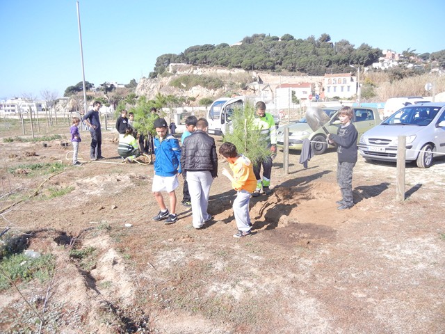 Recuperaci� ambiental a la platja del Cavai� - Foto 78808635