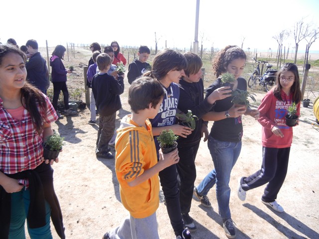 Recuperaci� ambiental a la platja del Cavai� - Foto 28924994