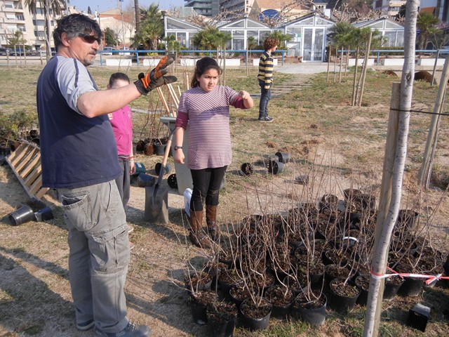 Recuperaci� ambiental a la platja de la Pic�rdia - Foto 88076810