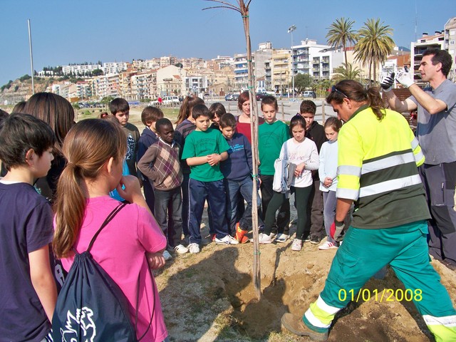Recuperaci� ambiental a la platja de la Pic�rdia - Foto 24132089