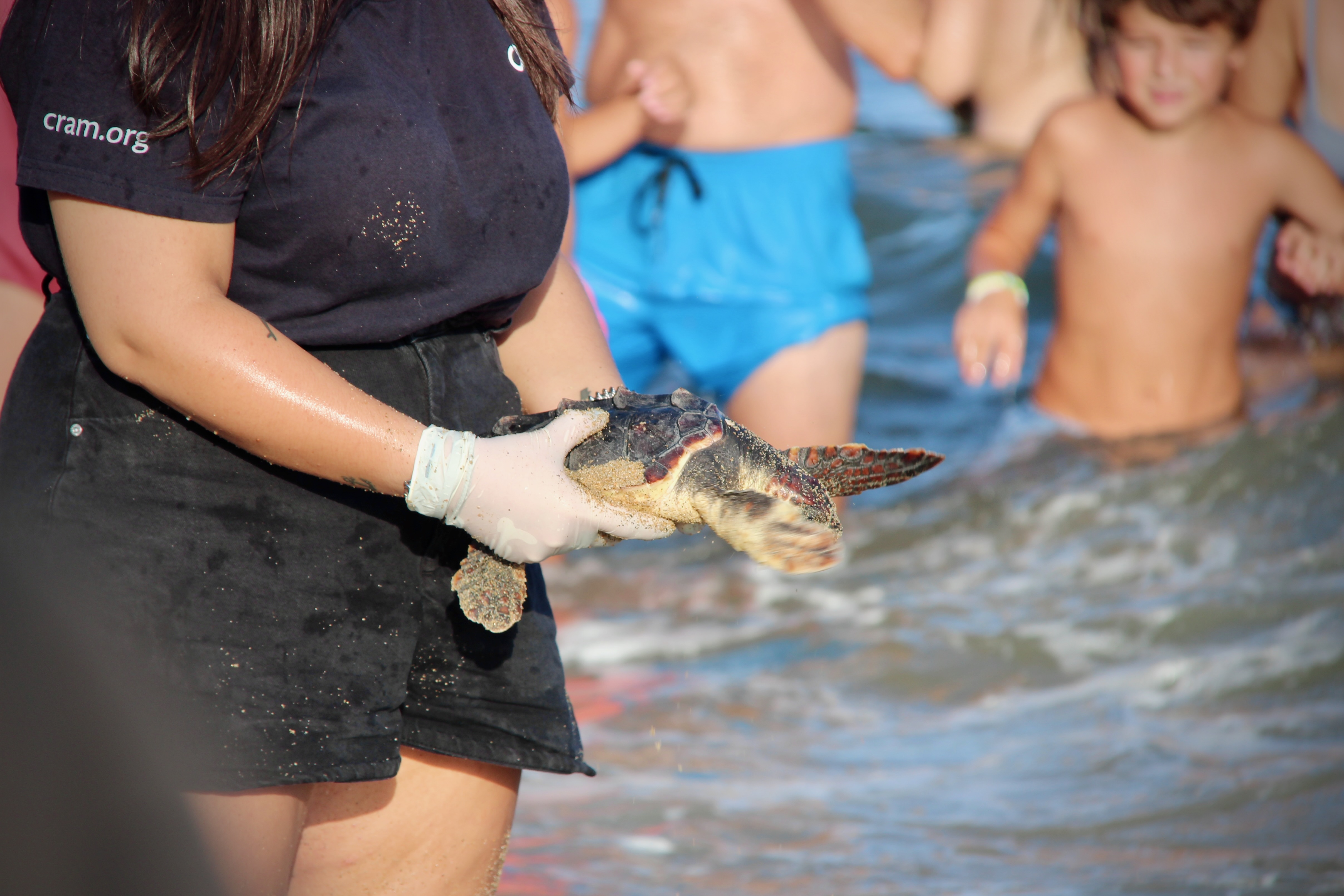 Alliberament de tortugues babaua la platja de la Picrdia - Foto 16465154