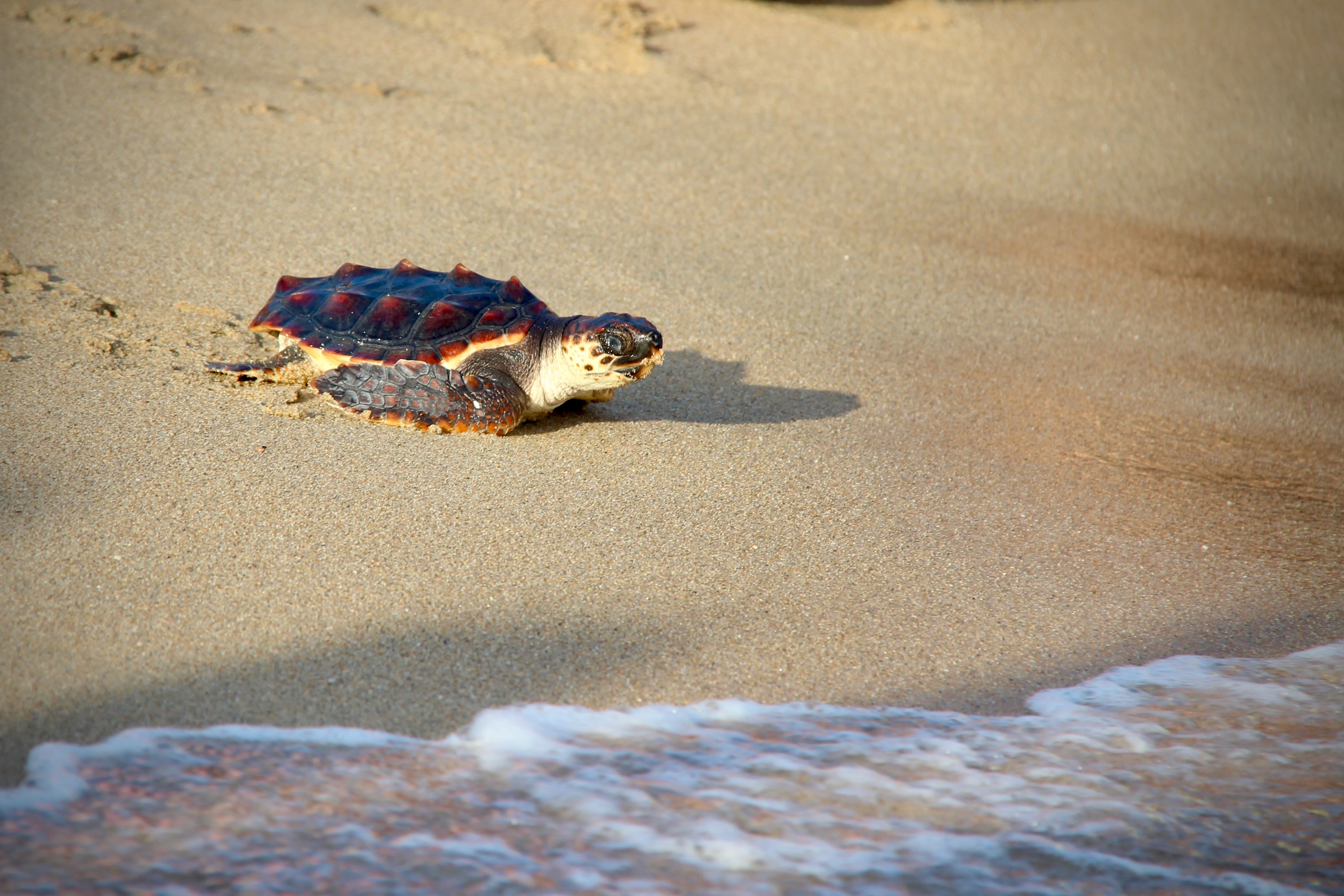 Alliberament de tortugues babaua la platja de la Picrdia - Foto 84725950