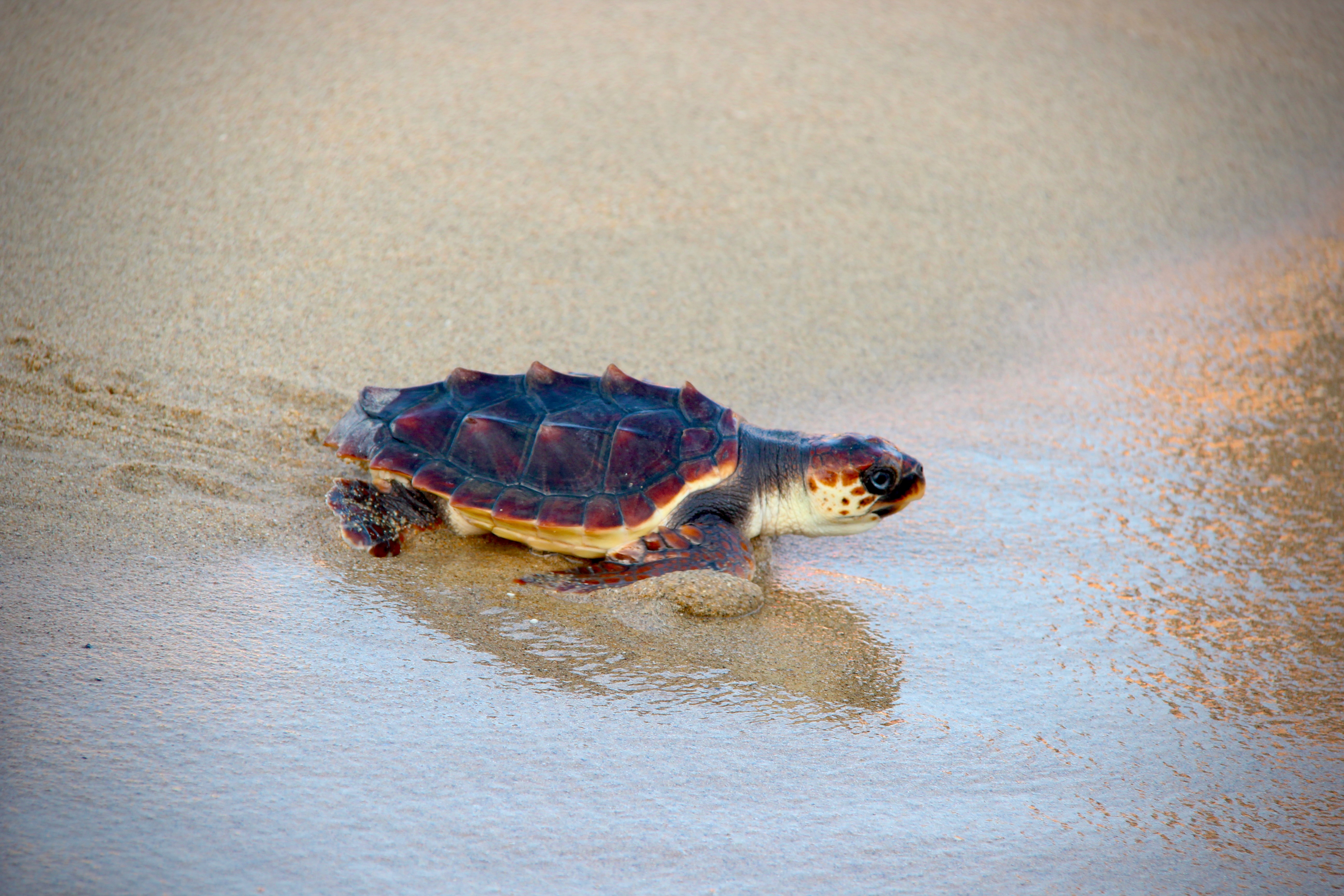 Alliberament de tortugues babaua la platja de la Picrdia - Foto 60600611