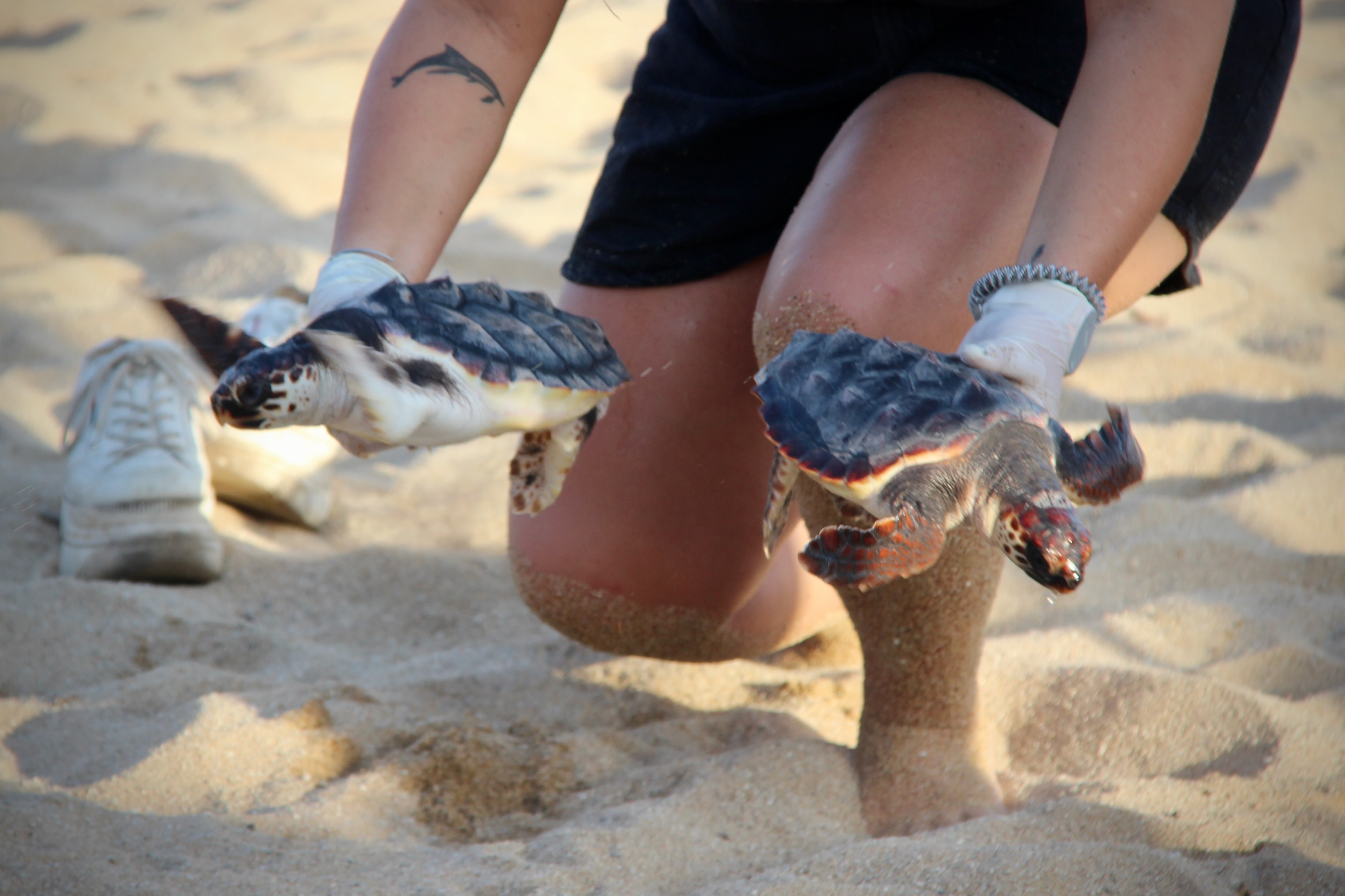 Alliberament de tortugues babaua la platja de la Picrdia - Foto 17170708