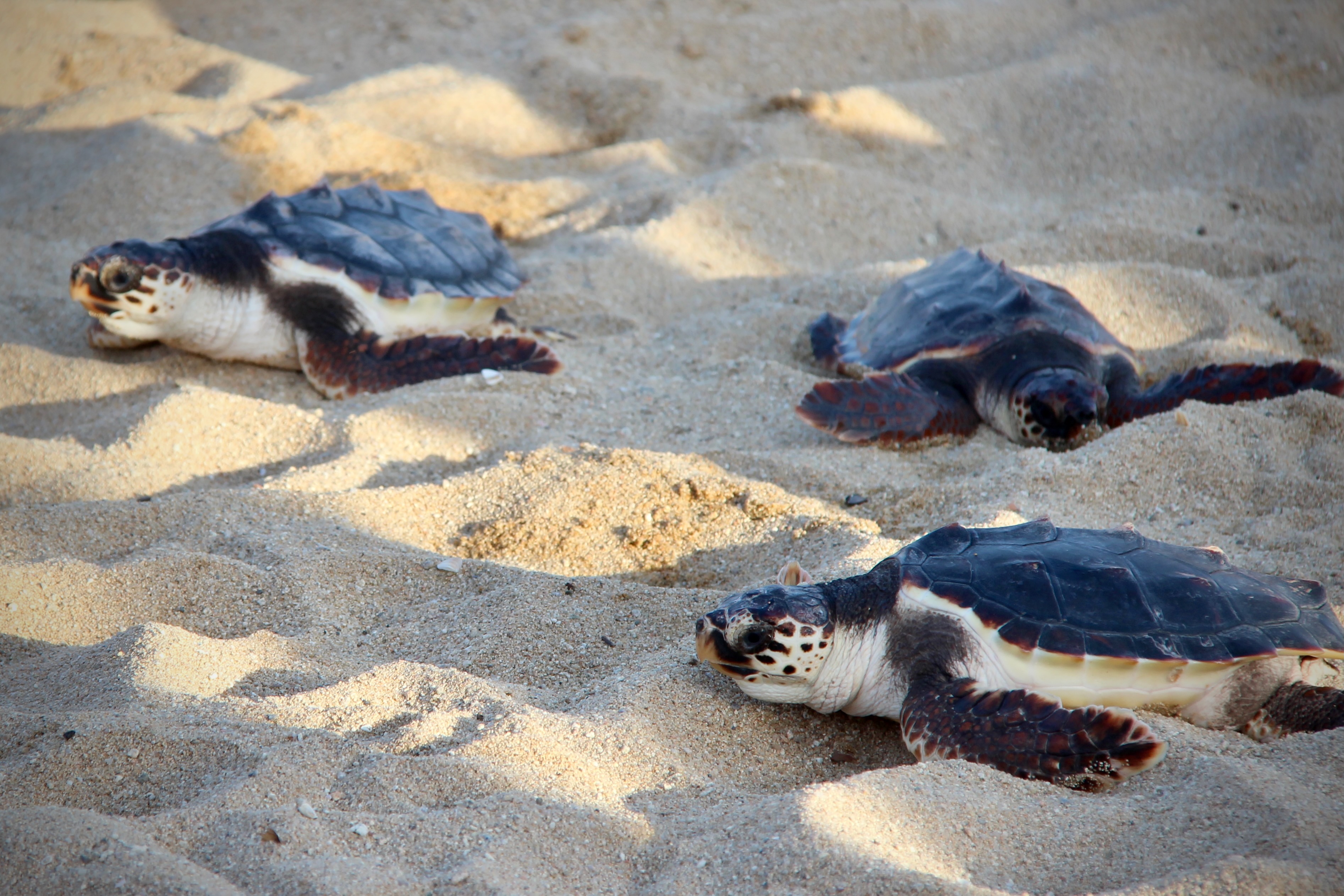 Alliberament de tortugues babaua la platja de la Picrdia - Foto 37674349