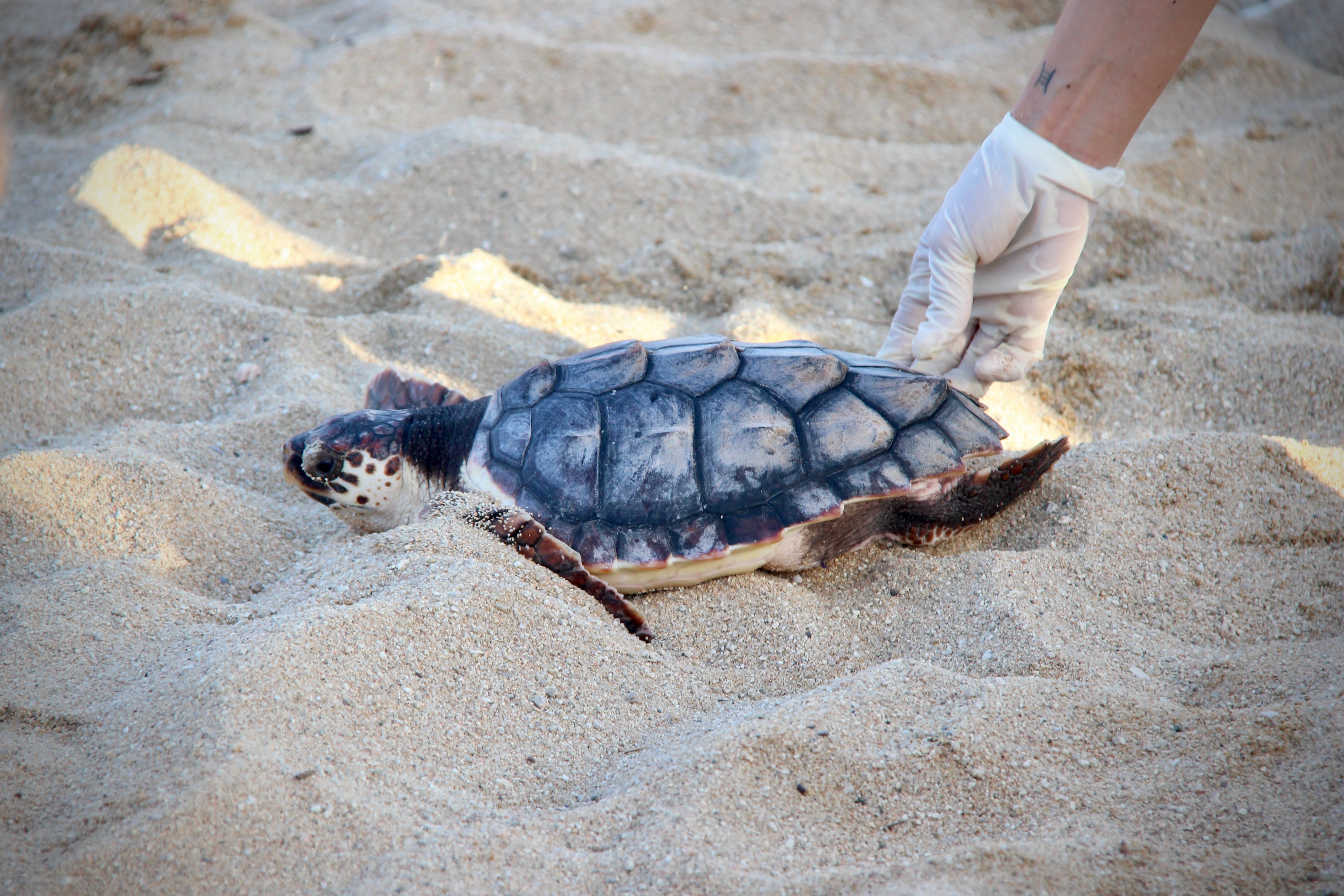Alliberament de tortugues babaua la platja de la Picrdia - Foto 60340520