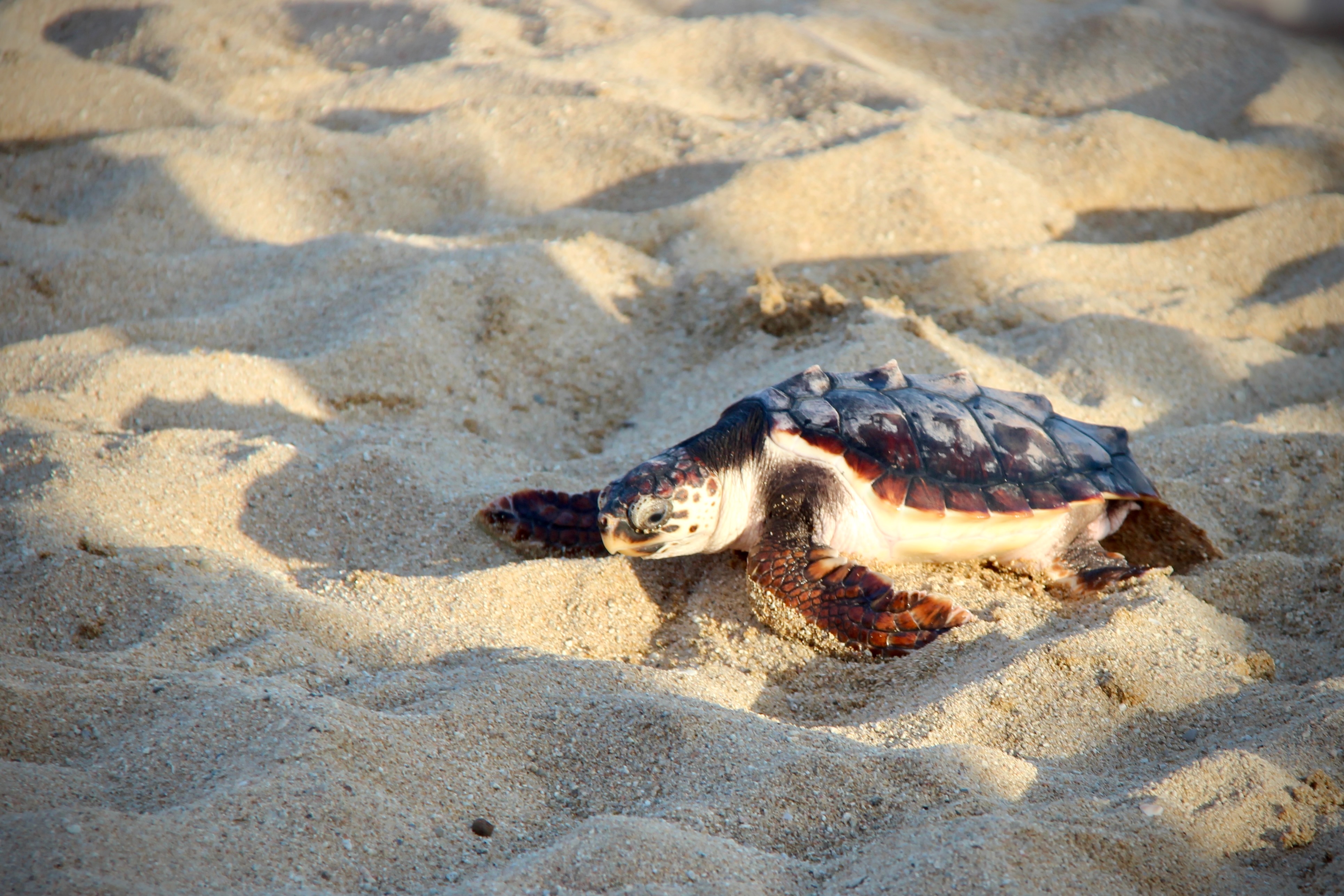 Alliberament de tortugues babaua la platja de la Picrdia - Foto 38833154