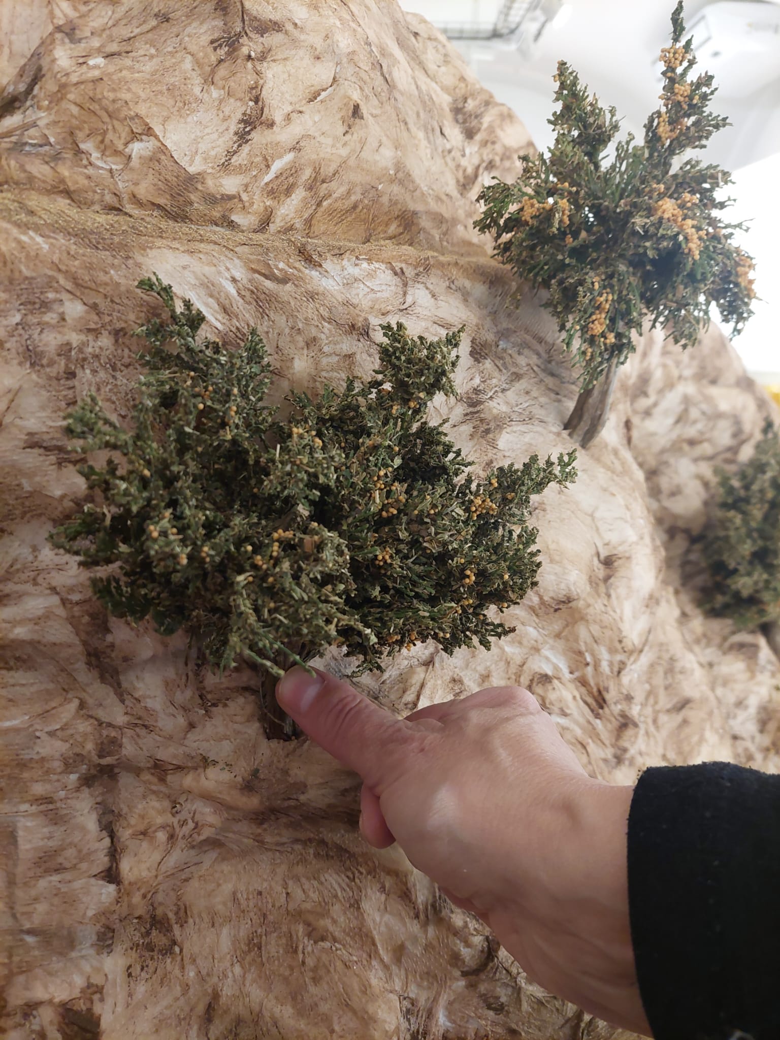 Pessebre Municipal 2025 - Foto 53179253