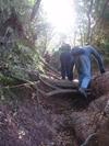 Caminant pel bosc: arrels en forma d'escala