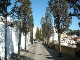 Foto xirpesos cam&iacute; de la Pietat, despr&eacute;s de la poda