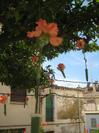 Patis de Frederic Mar&egrave;s Flors i Titelles 09
