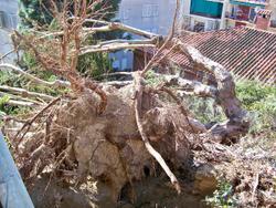 arbre caigut