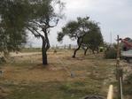 Tamarius al Cavai&oacute;