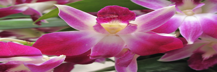 Flor
