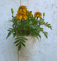 Planta