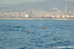 Dofins a barcelona