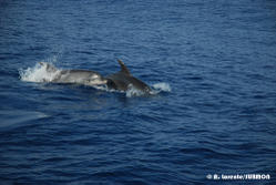 Dofins mulars