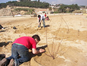 Plantada Sinera