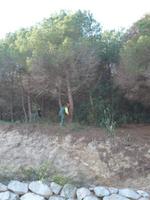 tala de pins