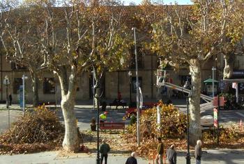 poda arbres