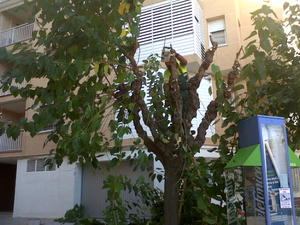 poda moreres