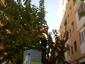 poda moreres
