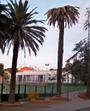 palmera xifr&eacute;