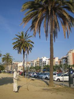 palmeres