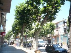 arbres riera