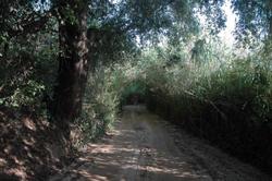 Foto: Enric Badosa (arenyautes.cat)