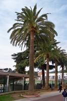 palmeres