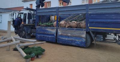 vegetació patis escoles maragall i sinera