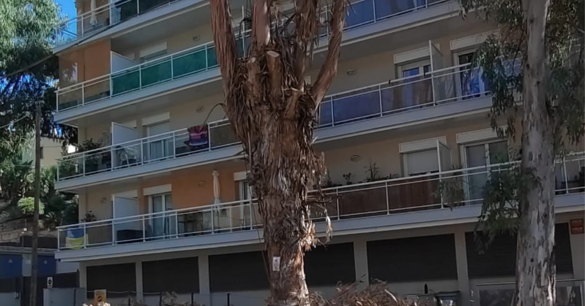 inici de les tasques per a retirar els arbres morts de la via urbana per seguretat i renovaci