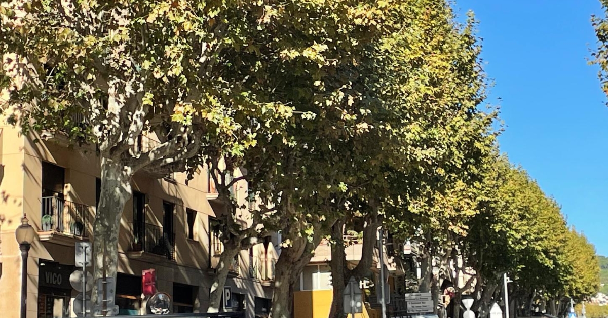 comena la poda dels pltans de la vila