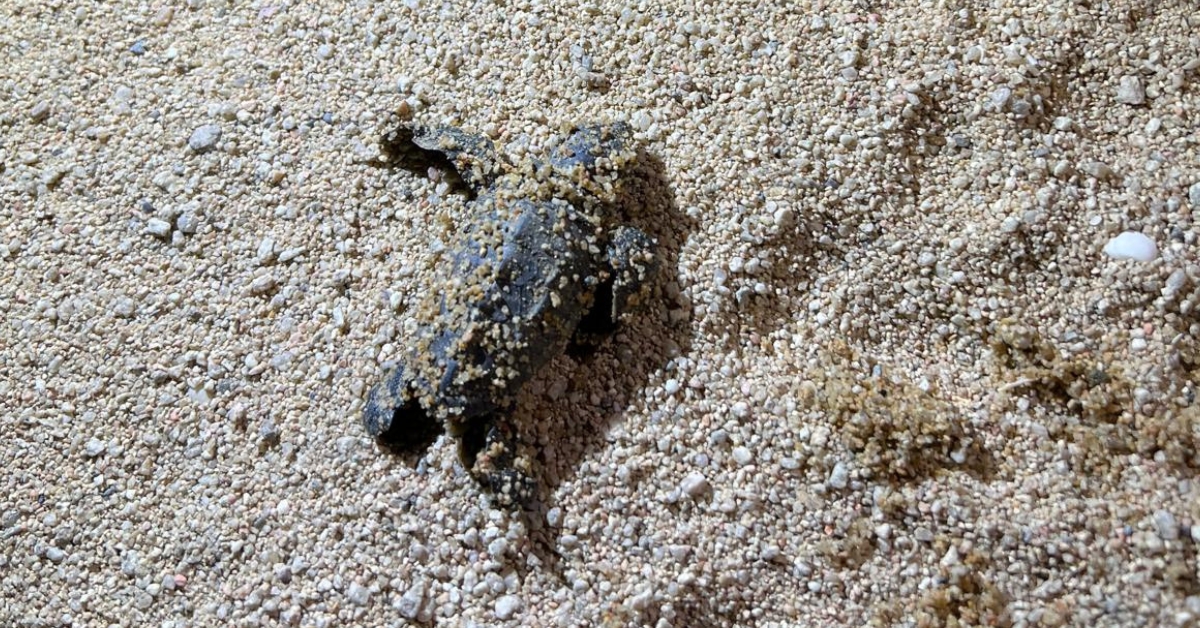 neixen per sorpresa 75 tortugues a la platja de picrdia