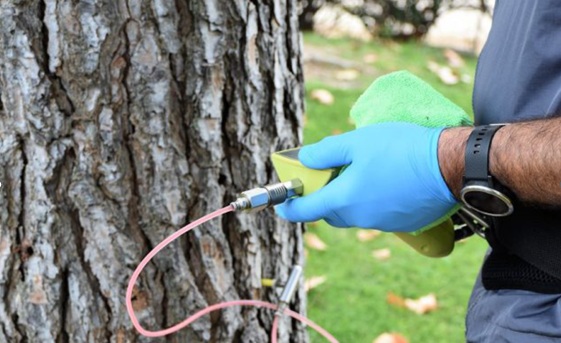 tractament preventiu contra la processionària als arbres dels espais públics de la vila