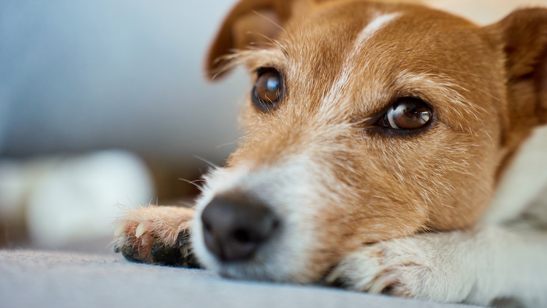 campanya per fomentar la tinen�a responsable d'animals de companyia